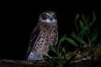 Sovka bubuk - Ninox boobook - Southern Boobook 5937